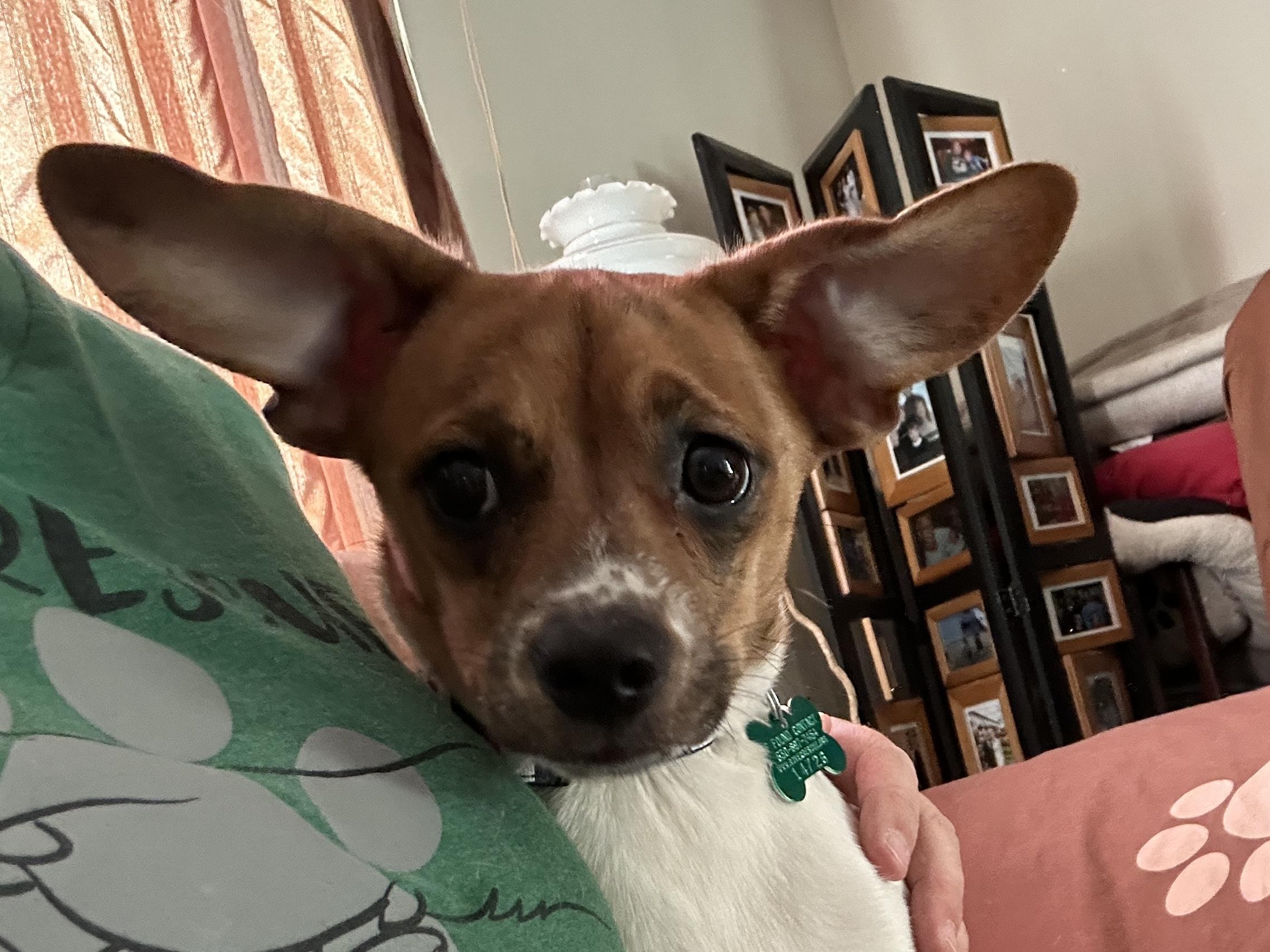 Annie, an adopted mixed breed in Aurora, IL image 2/5