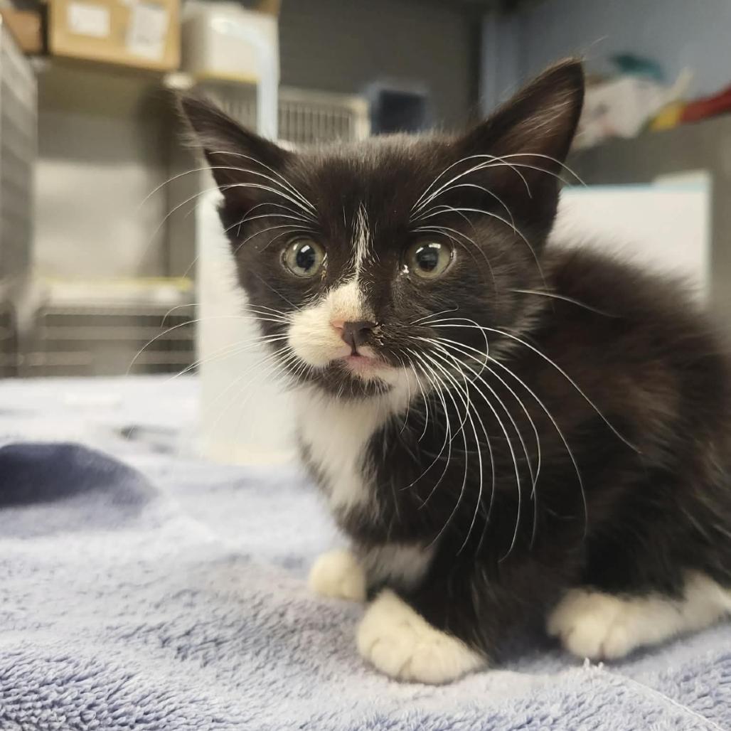 Itty Bitty, Adoptable, Kitten Male Domestic Short Hair.