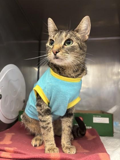 Enlarge Mini Me, an adopted Domestic Short Hair in Lafayette, IN image 1/1