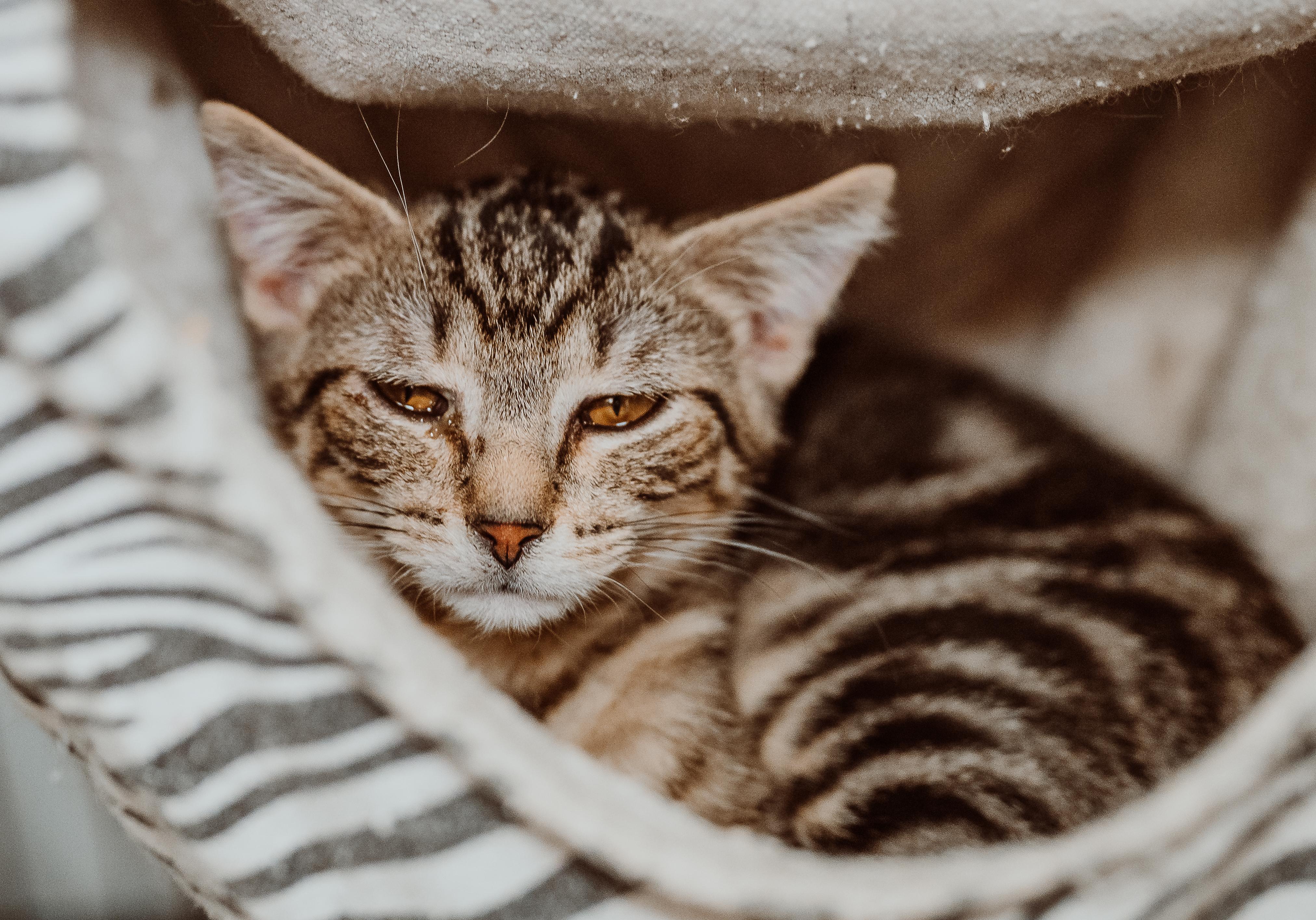 Enlarge Lamb Chops, a Adoptable Domestic Short Hair in Le Mars, IA image 1/1