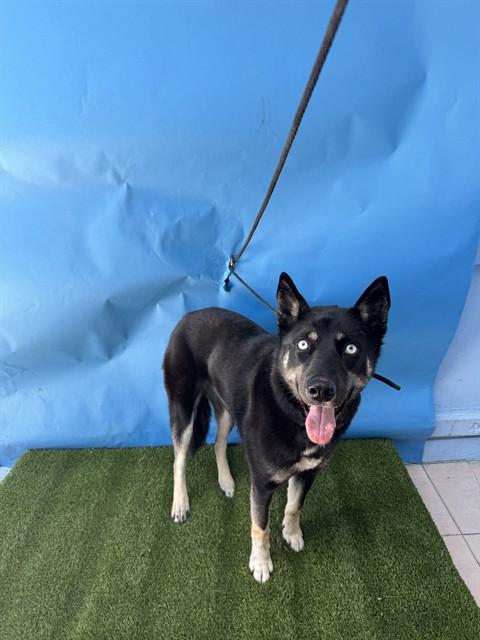 Enlarge LACEY, a Adoptable Siberian Husky in Gardena, CA image 1/1