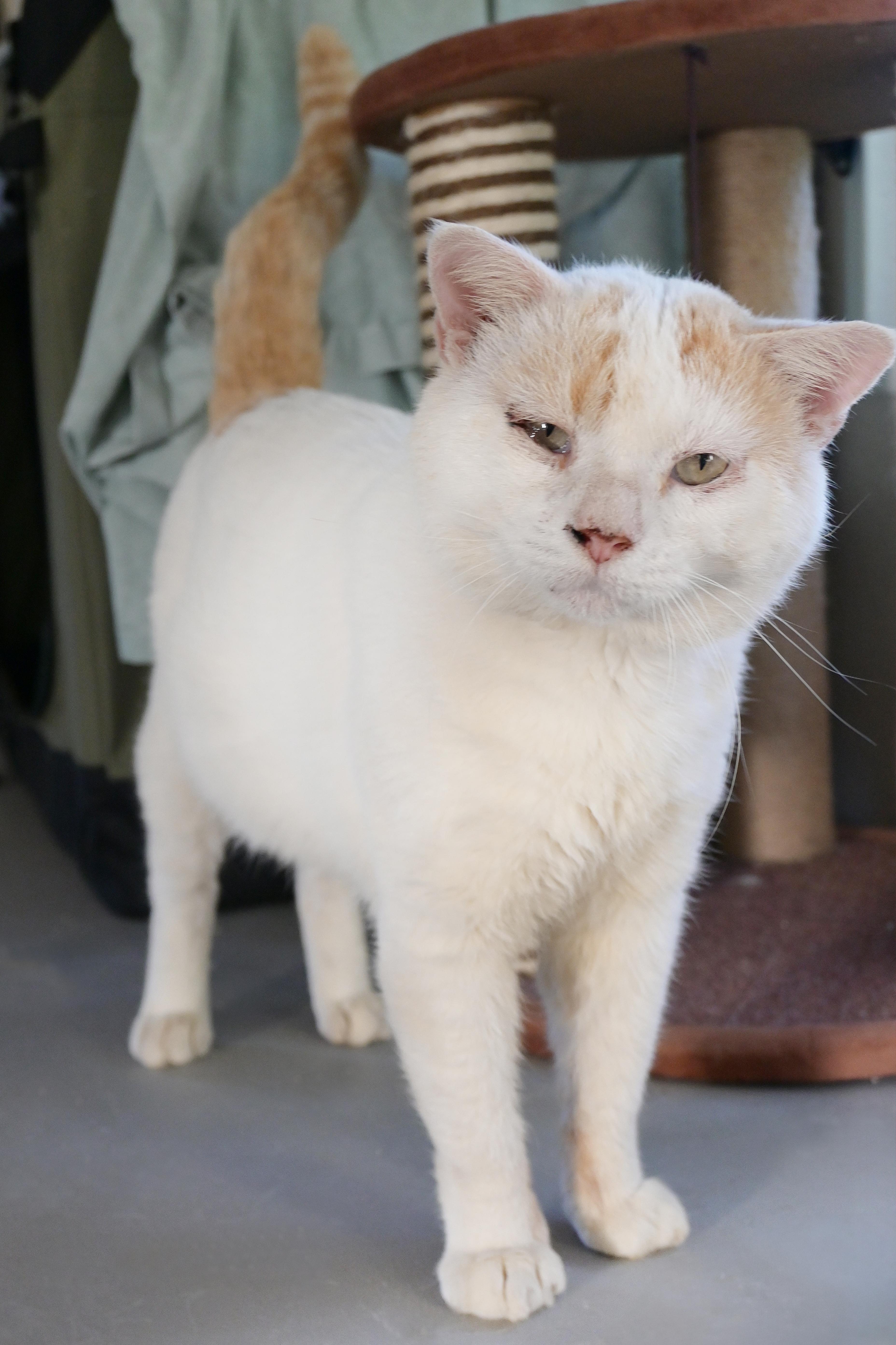 Enlarge Onions, an adopted Domestic Short Hair in Orlando, FL image 3/4