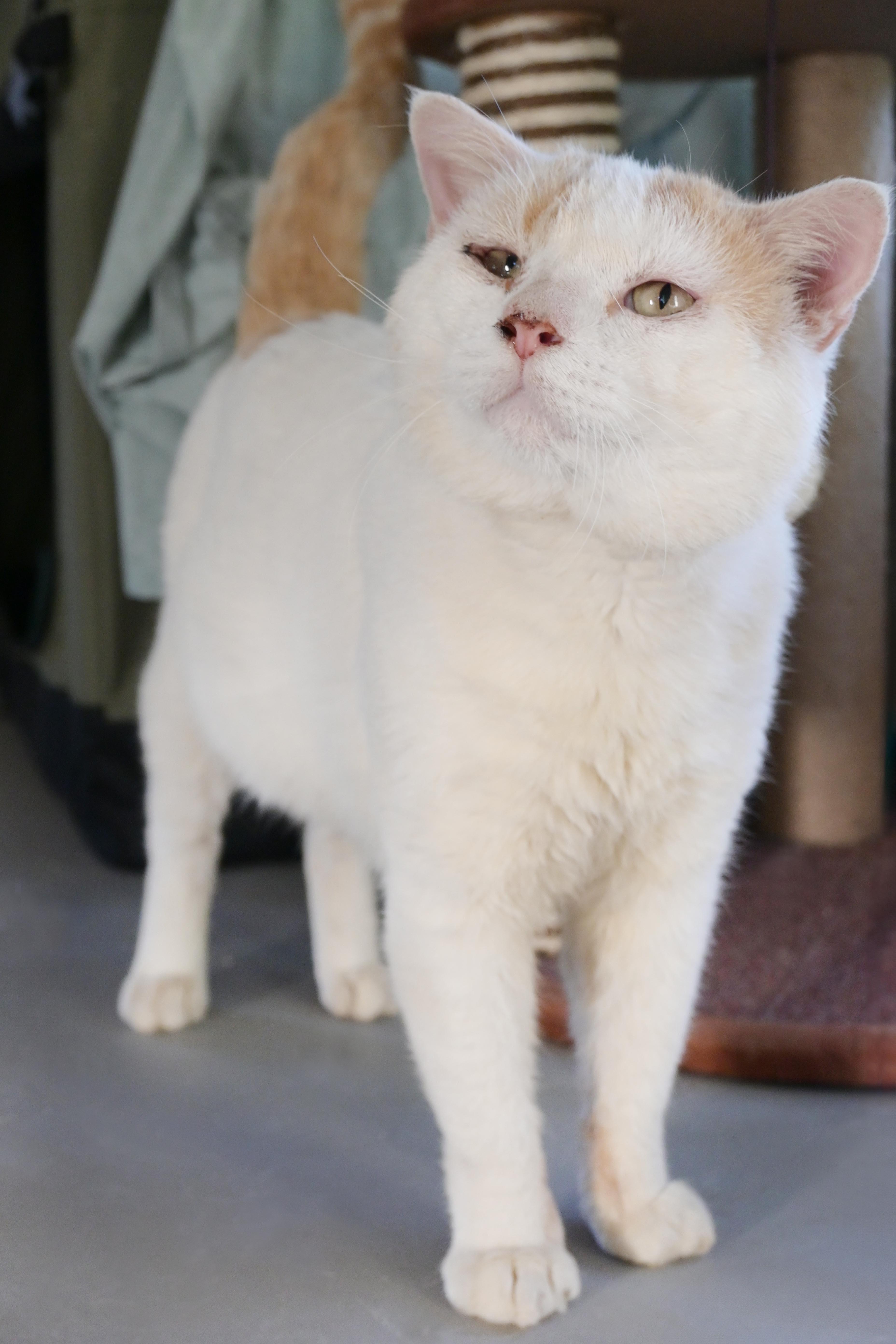 Enlarge Onions, an adopted Domestic Short Hair in Orlando, FL image 4/4