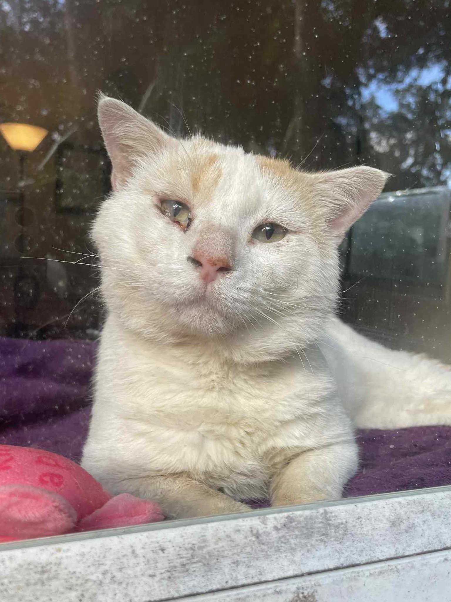 Enlarge Onions, an adopted Domestic Short Hair in Orlando, FL image 2/4