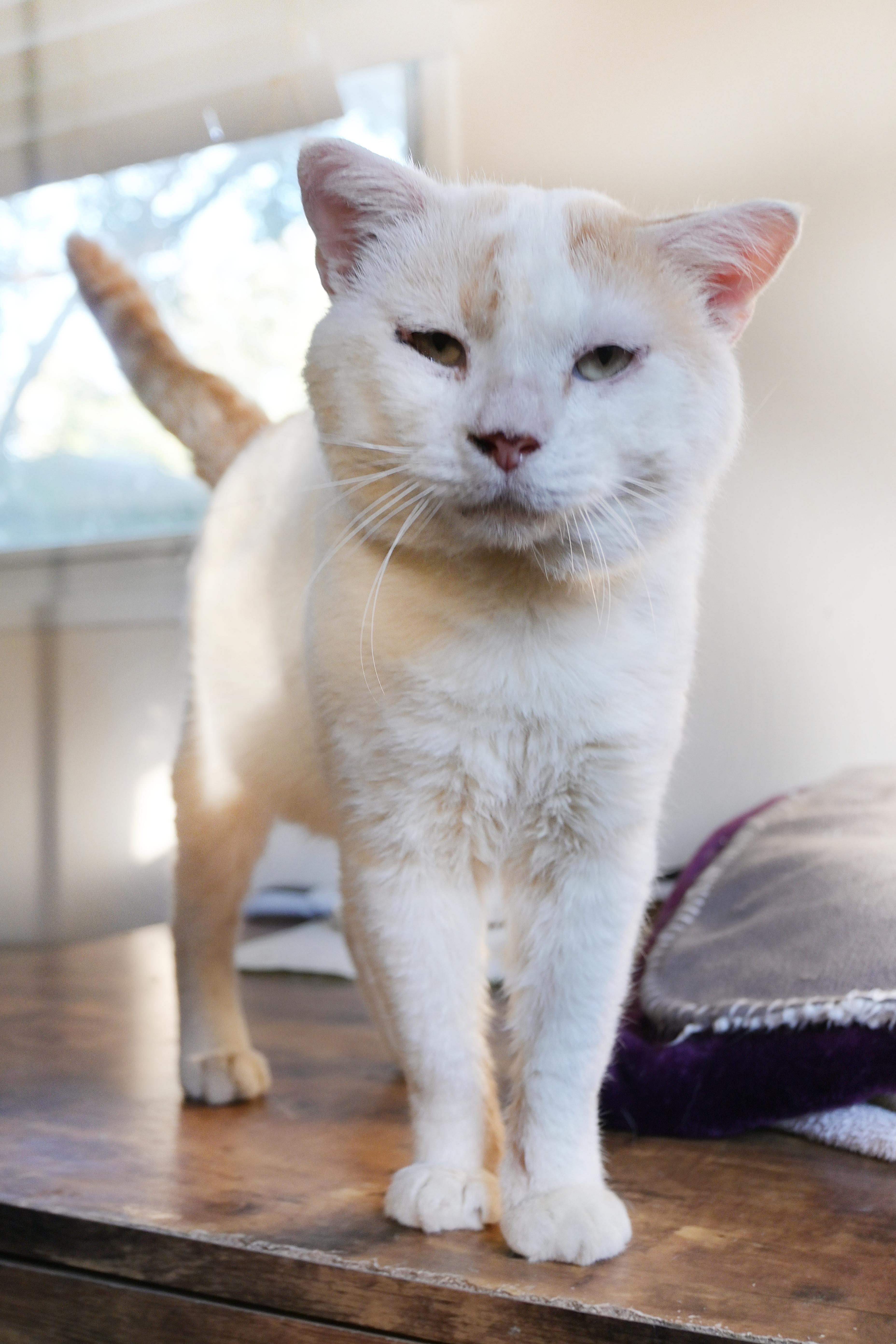 Enlarge Onions, an adopted Domestic Short Hair in Orlando, FL image 1/4