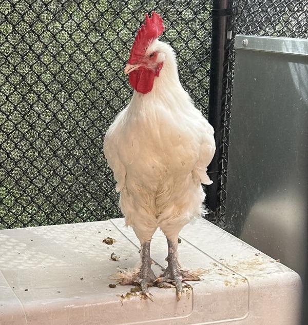 Foghorn, Adoptable, Young Male Chicken.