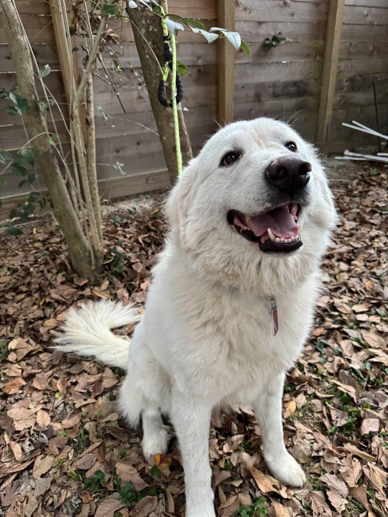 Enlarge Jimmy, an adopted Great Pyrenees in Spring, TX image 5/6