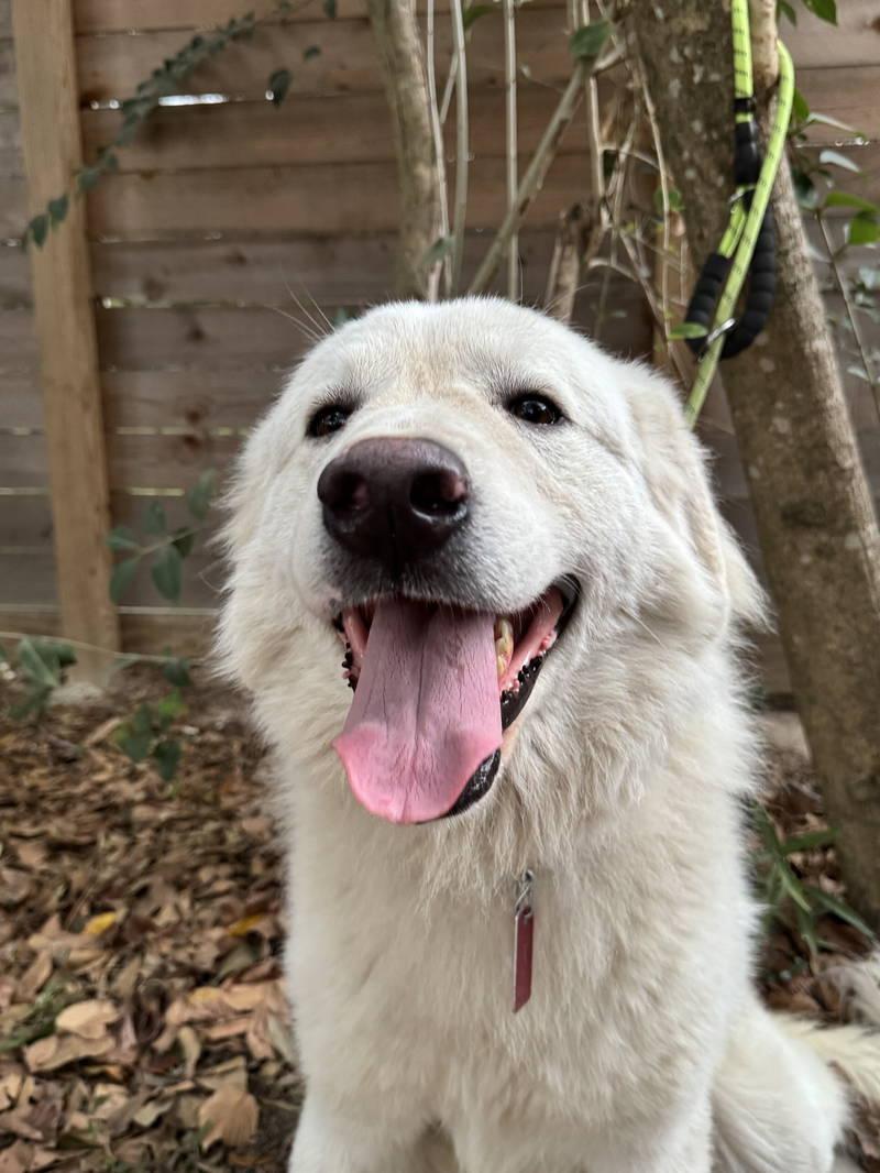 Enlarge Jimmy, an adopted Great Pyrenees in Spring, TX image 6/6