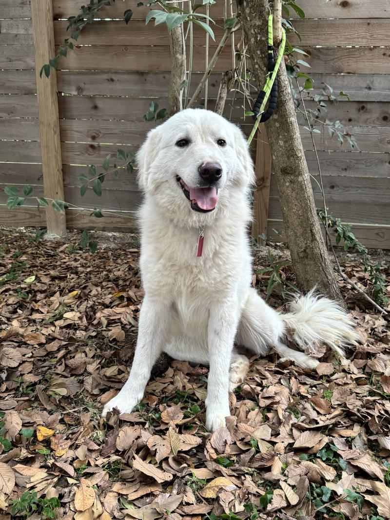 Enlarge Jimmy, an adopted Great Pyrenees in Spring, TX image 4/6