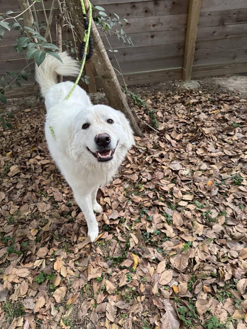 Enlarge Jimmy, an adopted Great Pyrenees in Spring, TX image 3/6