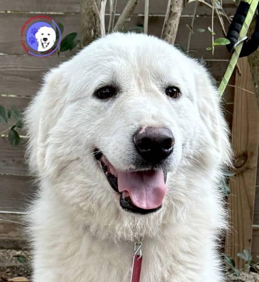 Enlarge Jimmy, an adopted Great Pyrenees in Spring, TX image 1/6