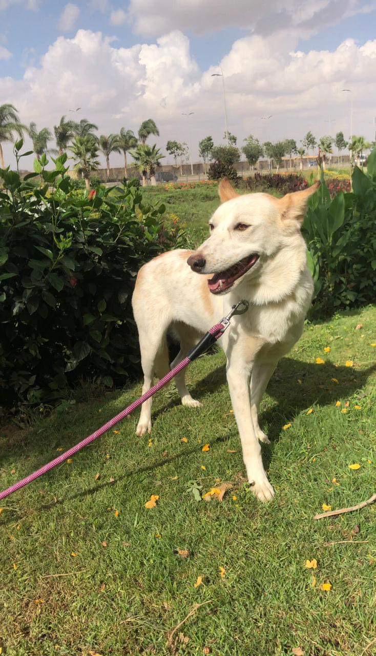 Dog for adoption Pretty from Egypt, a Labrador Retriever & Canaan Dog