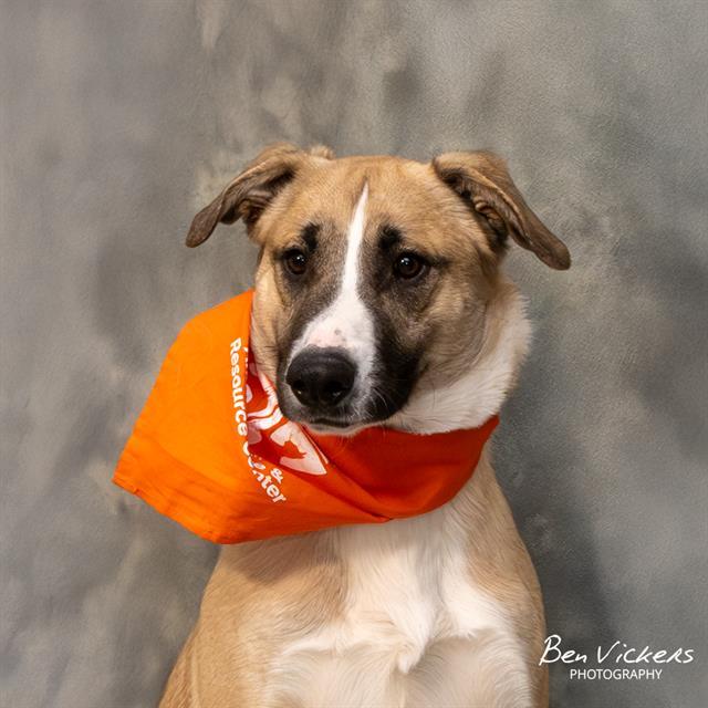 Enlarge CHARLES, a Adoptable mixed breed in Albuquerque, NM image 1/1
