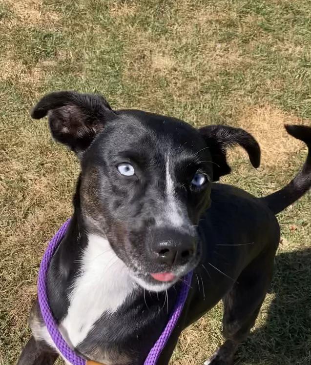 Enlarge Clara, a ADOPTABLE mixed breed in Rapid City, SD image 3/5