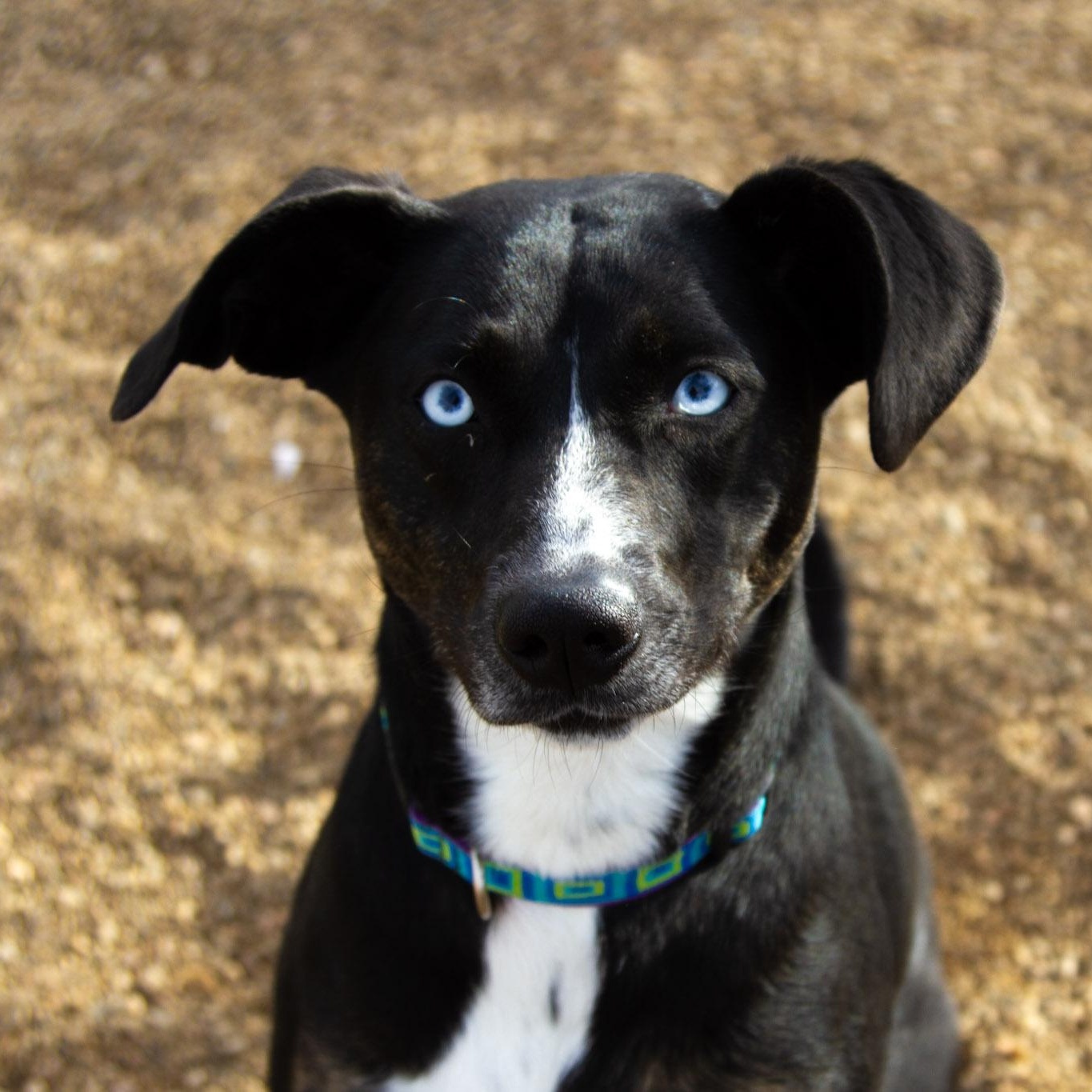 Enlarge Clara, a ADOPTABLE mixed breed in Rapid City, SD image 1/5