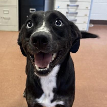 Clara, ADOPTABLE, Adult Female Labrador Retriever & Husky.