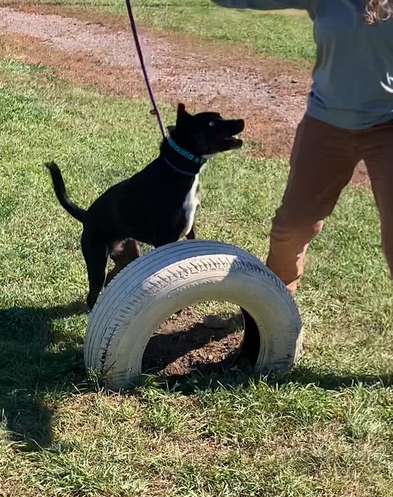 Enlarge Clara, a ADOPTABLE mixed breed in Rapid City, SD video 5/5