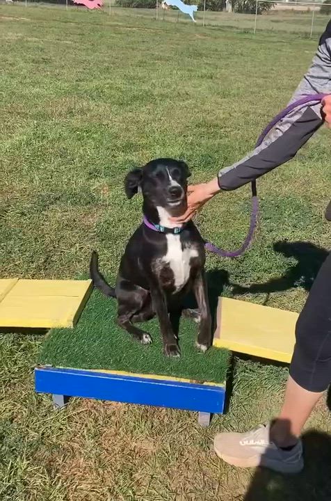 Enlarge Clara, a ADOPTABLE mixed breed in Rapid City, SD video 2/2