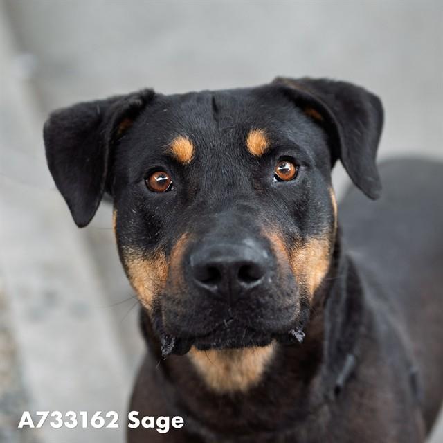 SAGE, Adoptable, Adult Male Rottweiler & Mixed Breed.