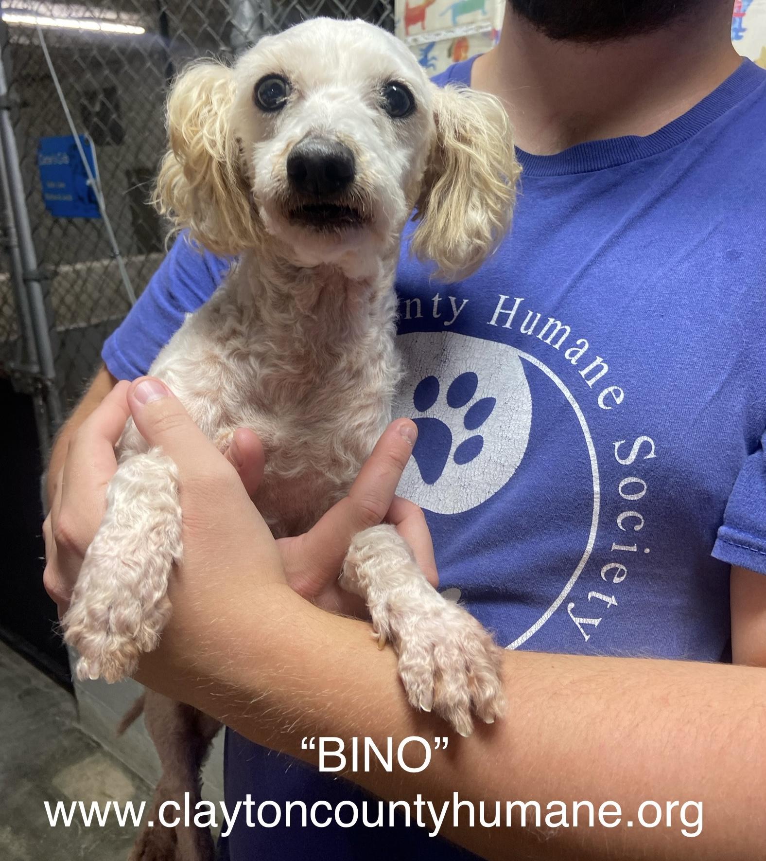 Bino, Adopted, Adult Male Bichon Frise.