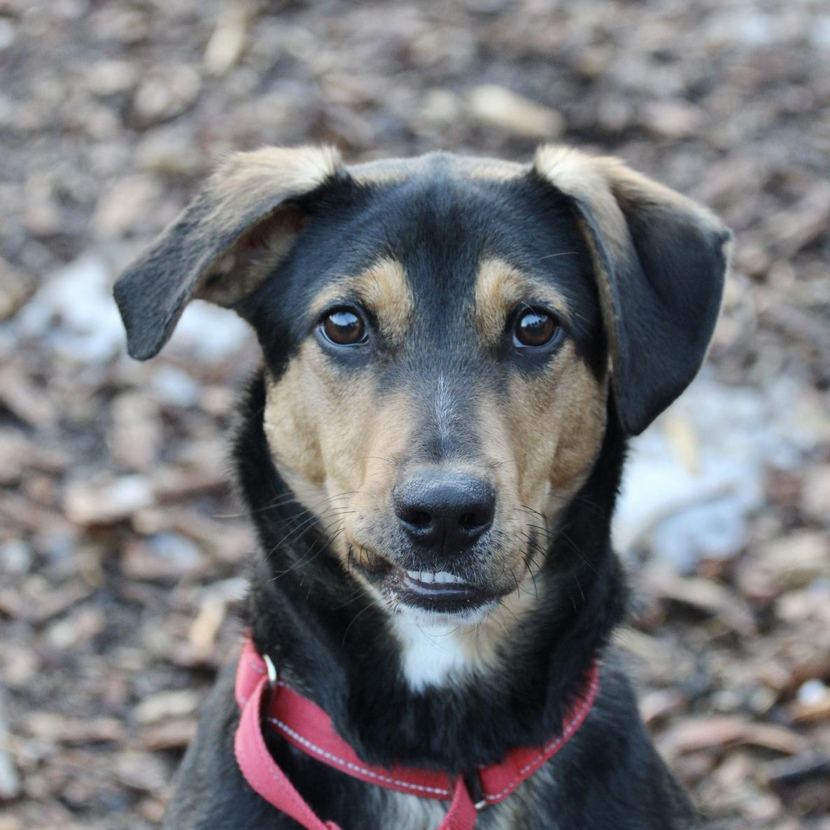 Enlarge Boo Radley, an adoptable mixed breed in Briarcliff Manor, NY image 1/2
