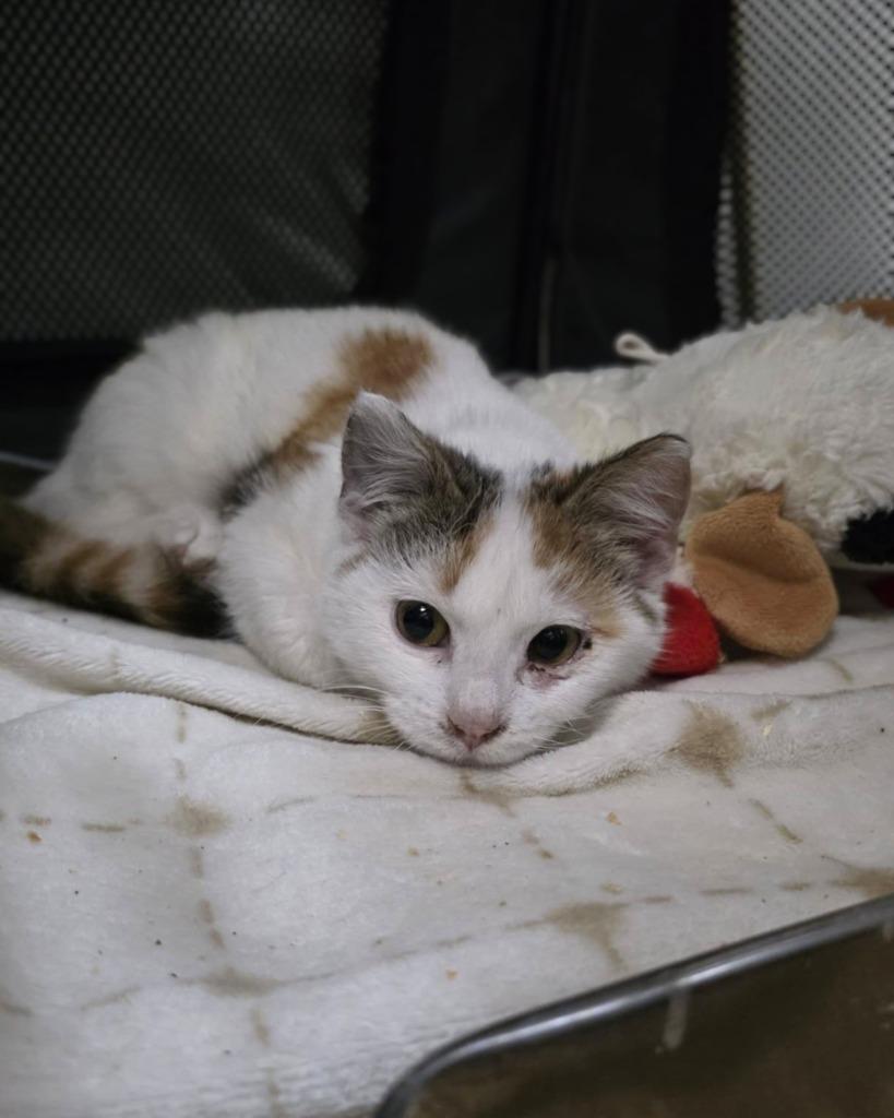 Ottilie - In Foster, Adoptable, Kitten Female Domestic Short Hair.