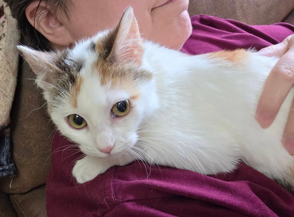 Enlarge Ottilie - In Foster, a Adoptable mixed breed in Grand Forks, ND image 2/2