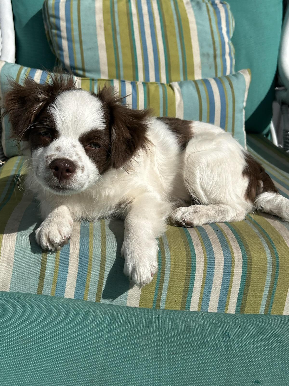 Enlarge Violet, a hold mixed breed in Deerfield Beach, FL image 2/3