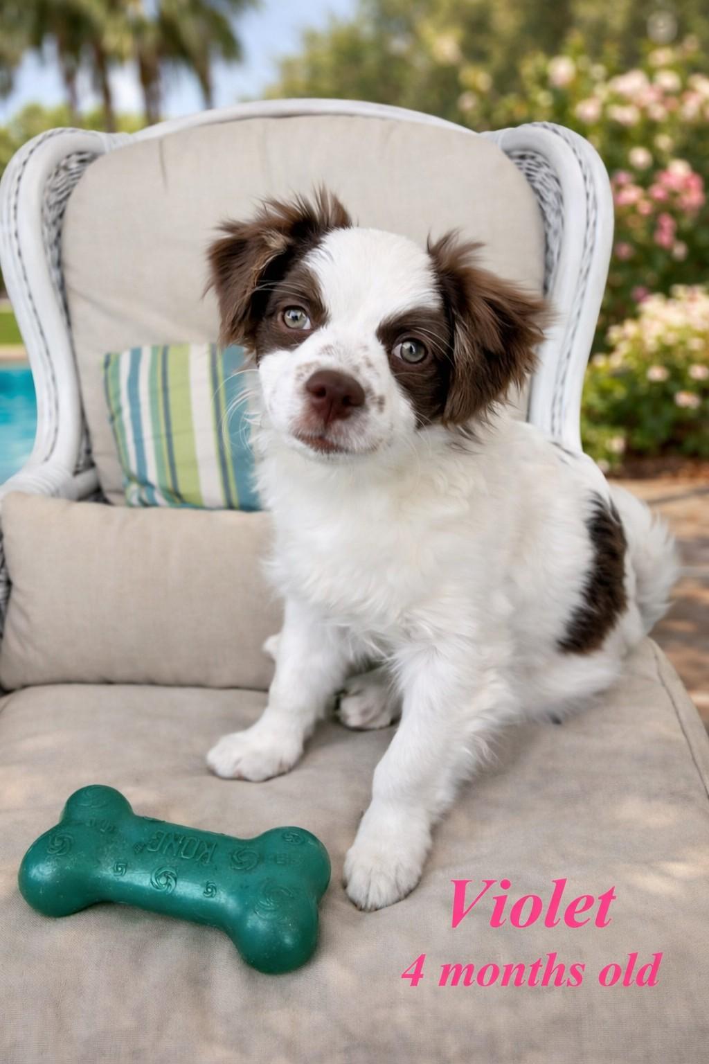 Enlarge Violet, a hold mixed breed in Deerfield Beach, FL image 1/3