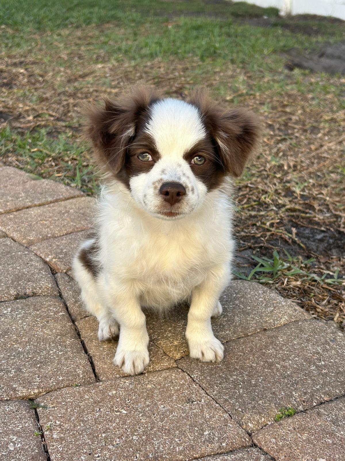 Enlarge Violet, a hold mixed breed in Deerfield Beach, FL image 3/3