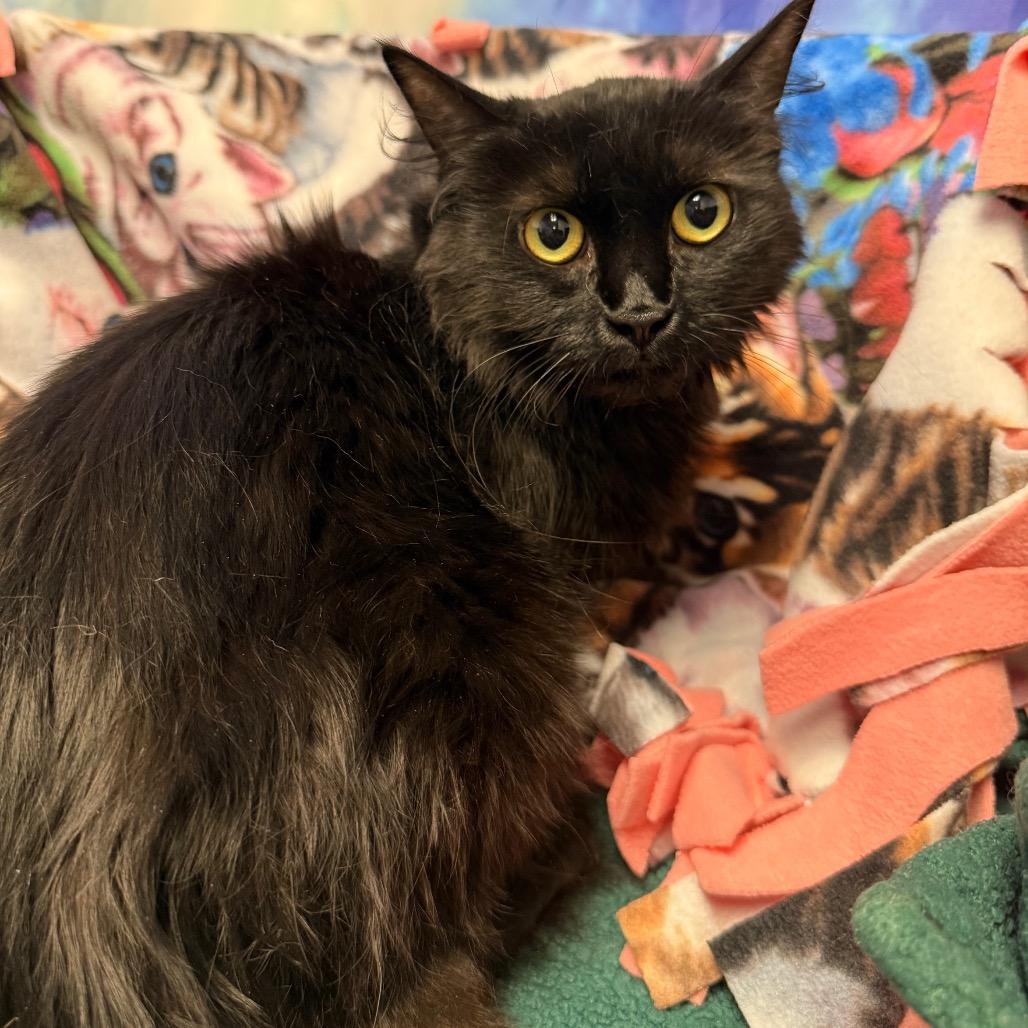 Enlarge Eggie, a Adoptable Domestic Medium Hair in Henderson, NV image 1/2