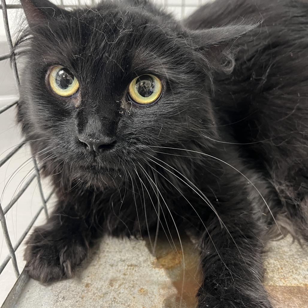 Enlarge Eggie, a Adoptable Domestic Medium Hair in Henderson, NV image 2/2