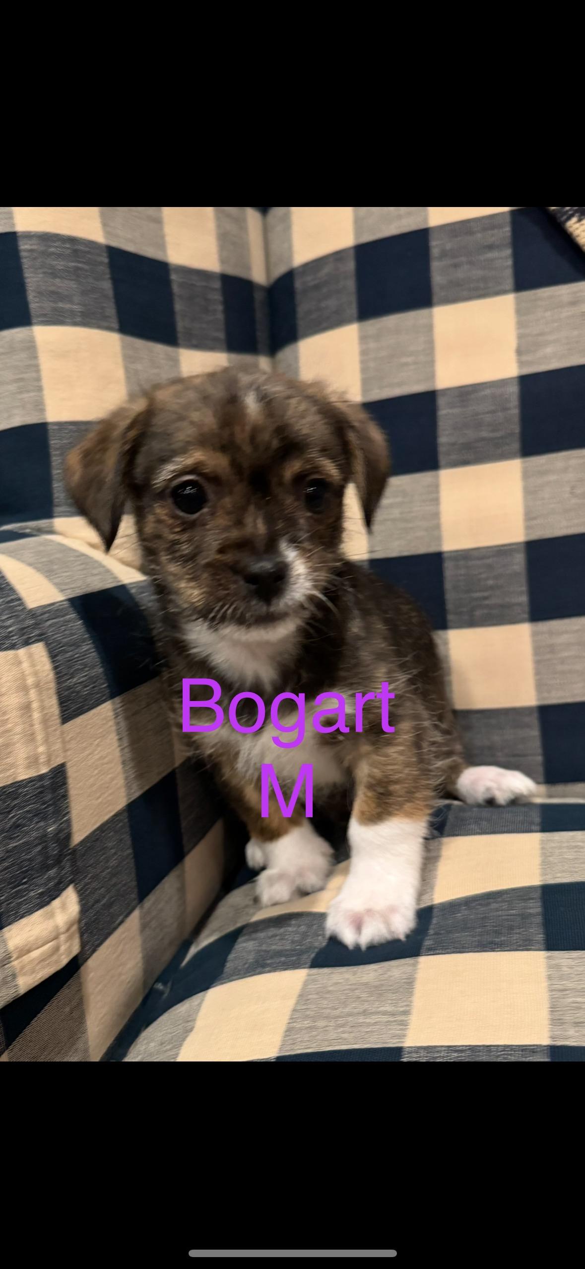 Bogart, Adoptable, Puppy Male Terrier.