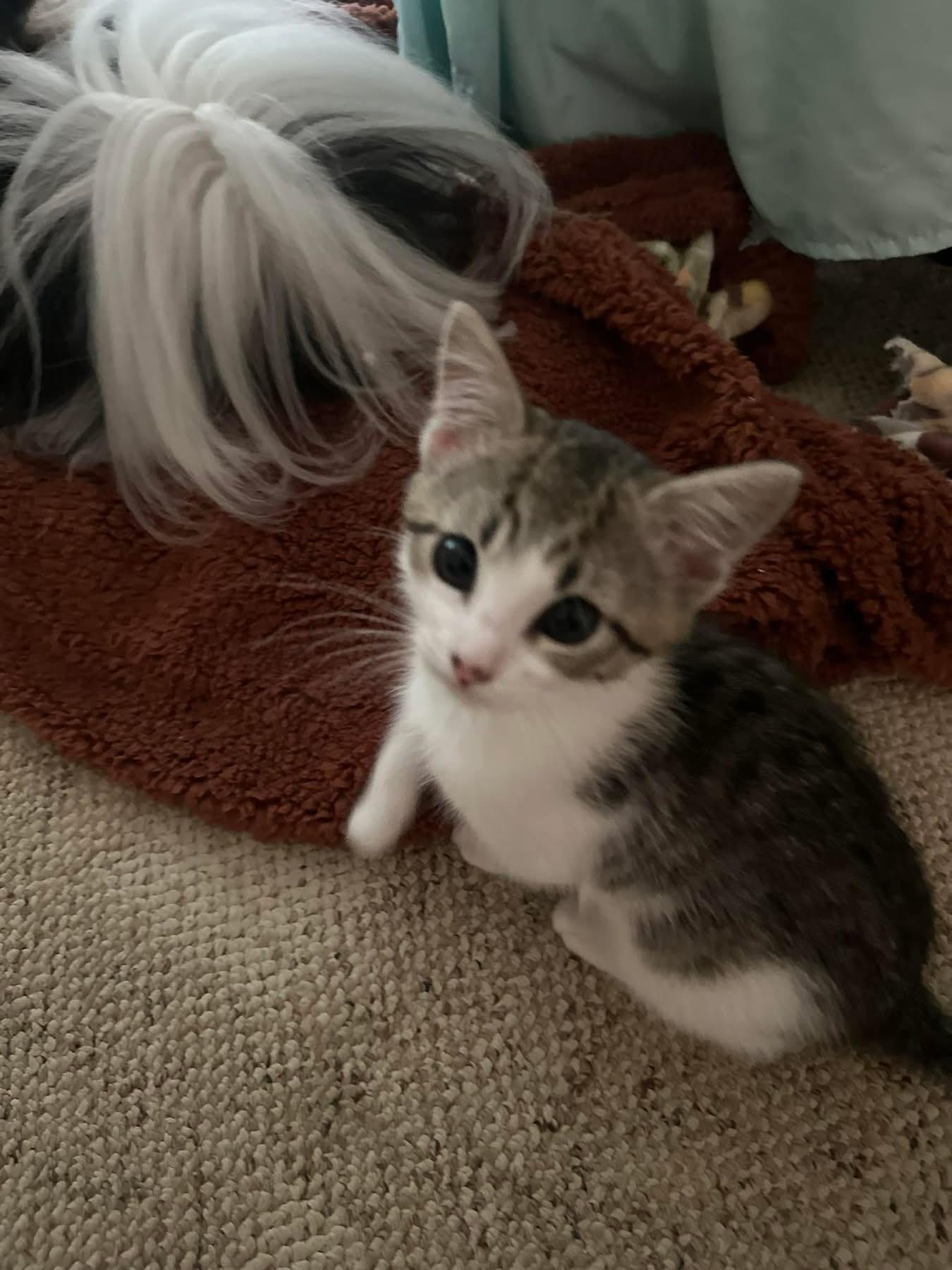 Tiger, adopted, Kitten Male Domestic Short Hair.