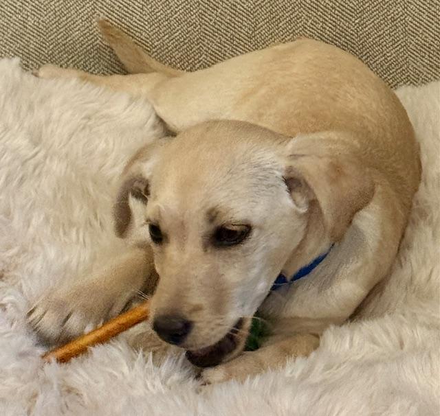 Lily, a ADOPTABLE mixed breed in Aspen, CO image 2/3