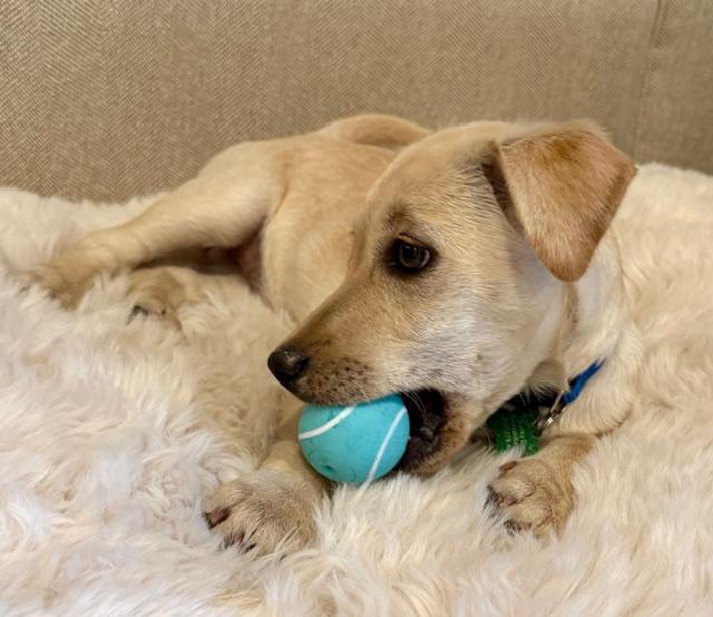Lily, ADOPTABLE, Puppy Female Labrador Retriever & Dachshund.