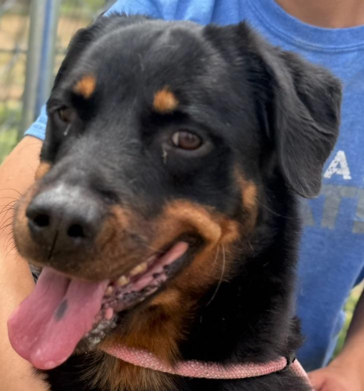 Enlarge LuLu, a Adoptable Rottweiler in Canyon, TX image 1/3