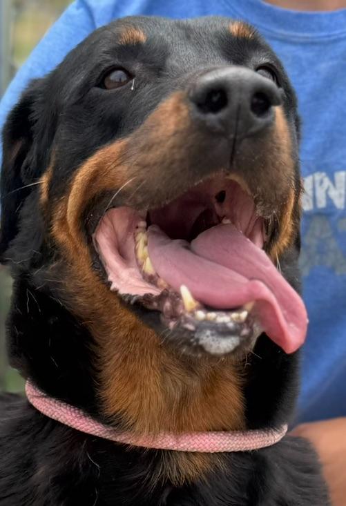 Enlarge LuLu, a Adoptable Rottweiler in Canyon, TX image 3/3