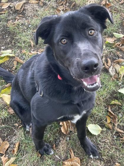 Enlarge Poppy- OFFSITE, a ADOPTABLE Mixed Breed in Stanwood, WA image 3/3