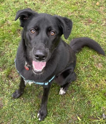 Poppy- OFFSITE, ADOPTABLE, Adult Female Mixed Breed.