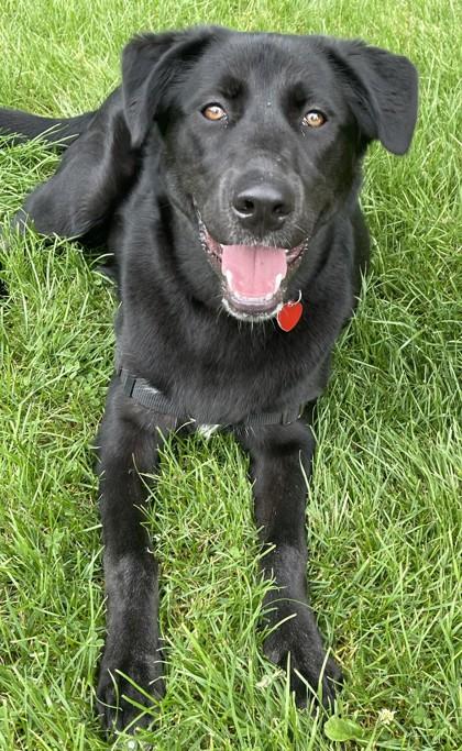 Enlarge Poppy- OFFSITE, a ADOPTABLE Mixed Breed in Stanwood, WA image 2/3