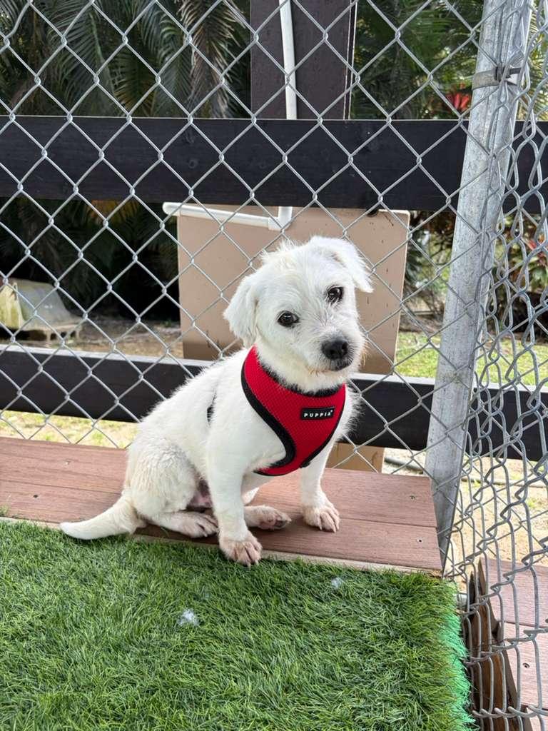 Enlarge Fred, an adopted Mixed Breed in Belmar , NJ image 3/4