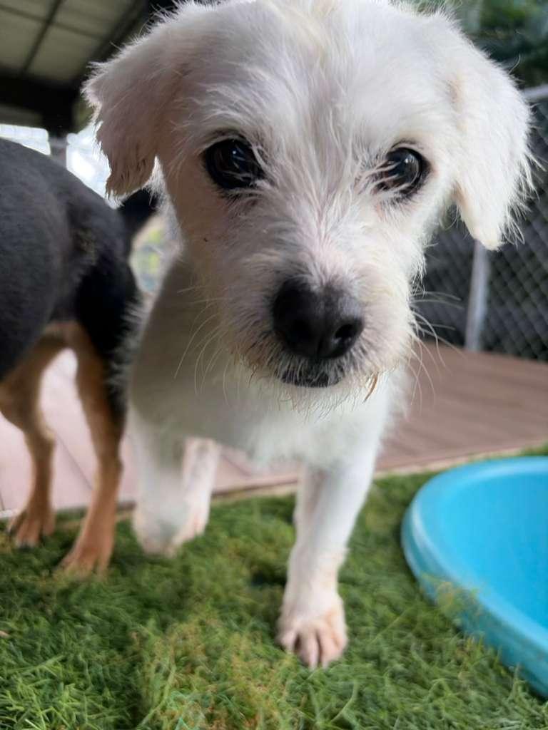 Enlarge Fred, an adopted Mixed Breed in Belmar , NJ image 2/4