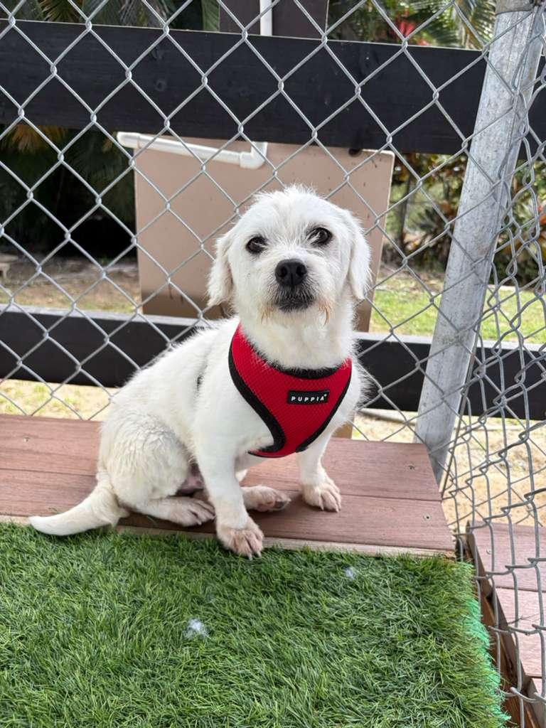 Enlarge Fred, an adopted Mixed Breed in Belmar , NJ image 4/4