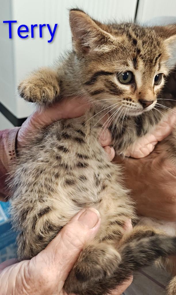 Terry, Adoptable, Kitten Male Domestic Short Hair.