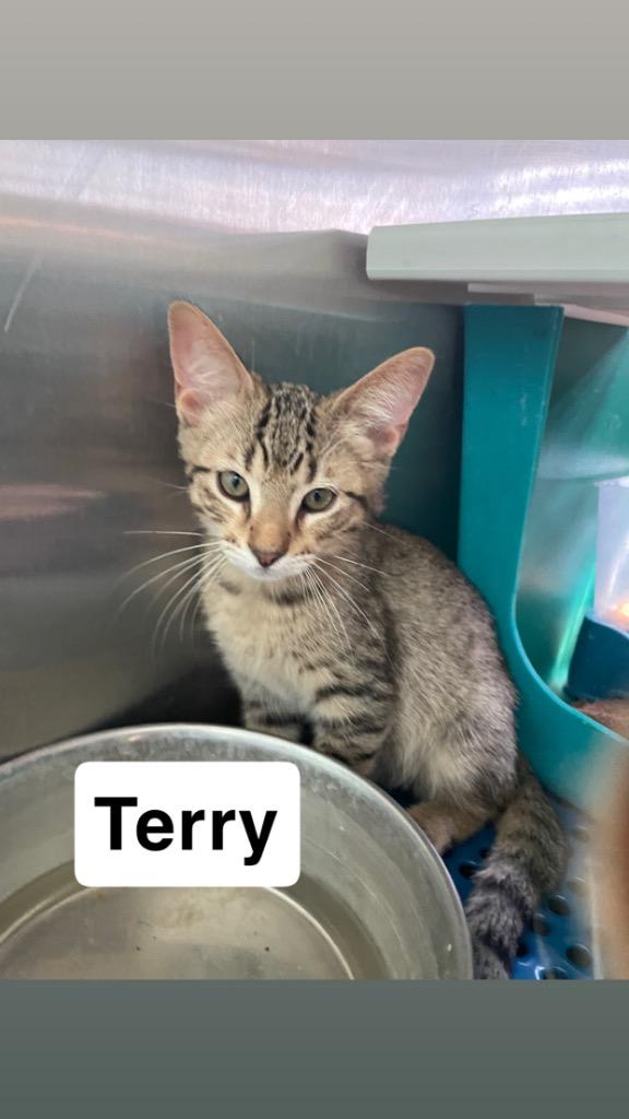 Terry, a Adoptable mixed breed in Mena, AR image 2/2