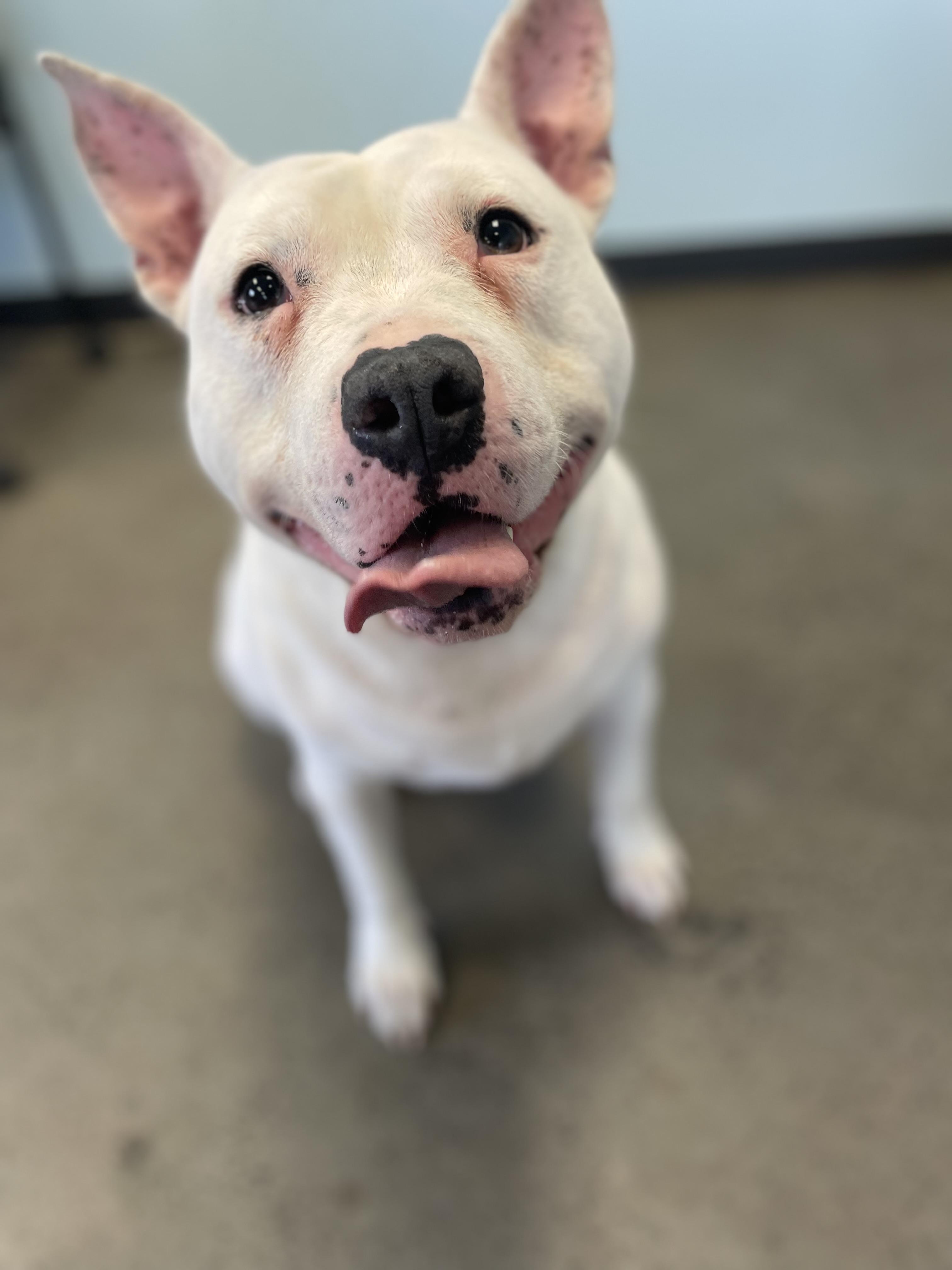 Enlarge Tyson, an adoptable mixed breed in Mishawaka, IN image 3/6