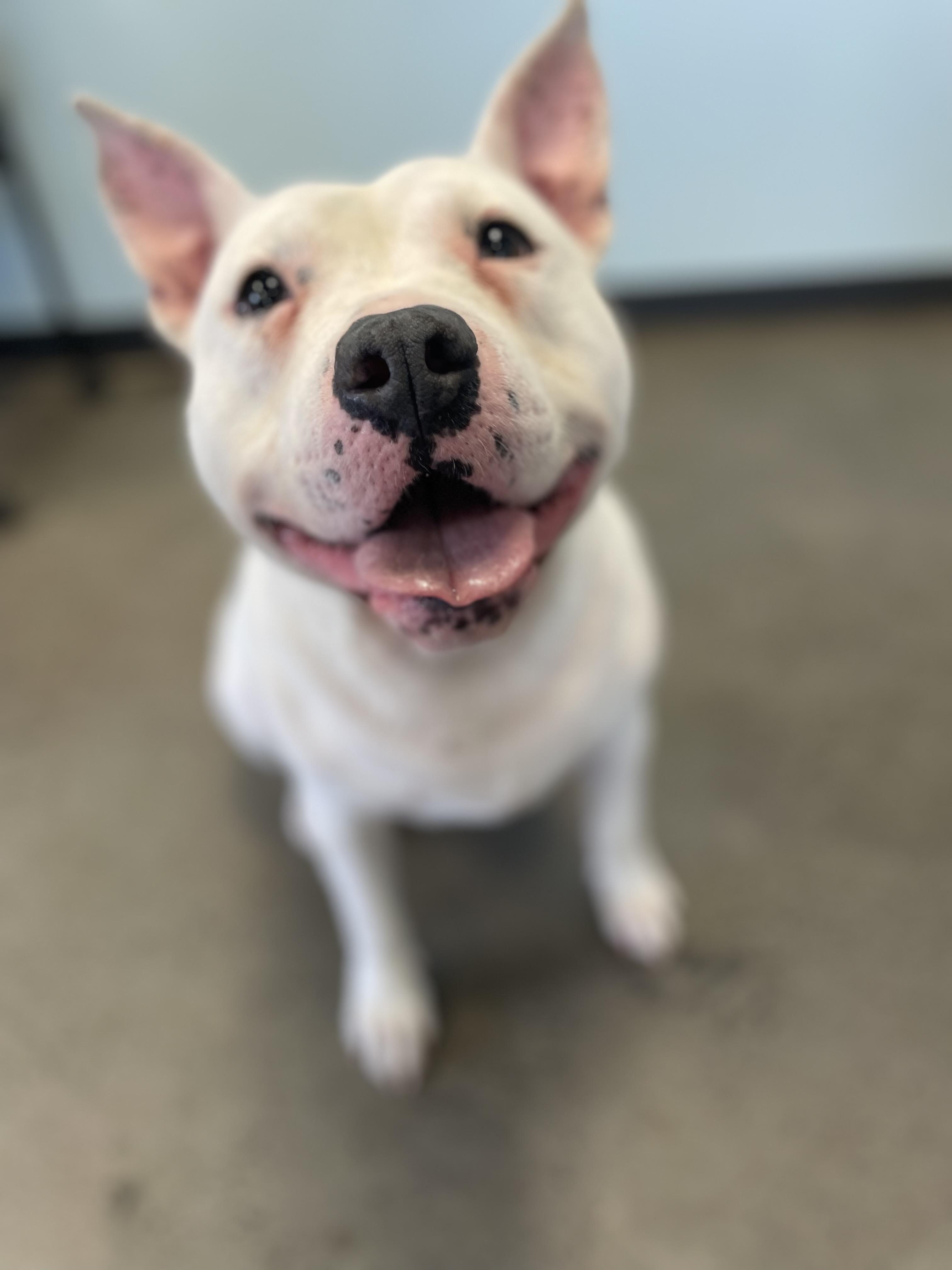 Enlarge Tyson, an adoptable mixed breed in Mishawaka, IN image 6/6