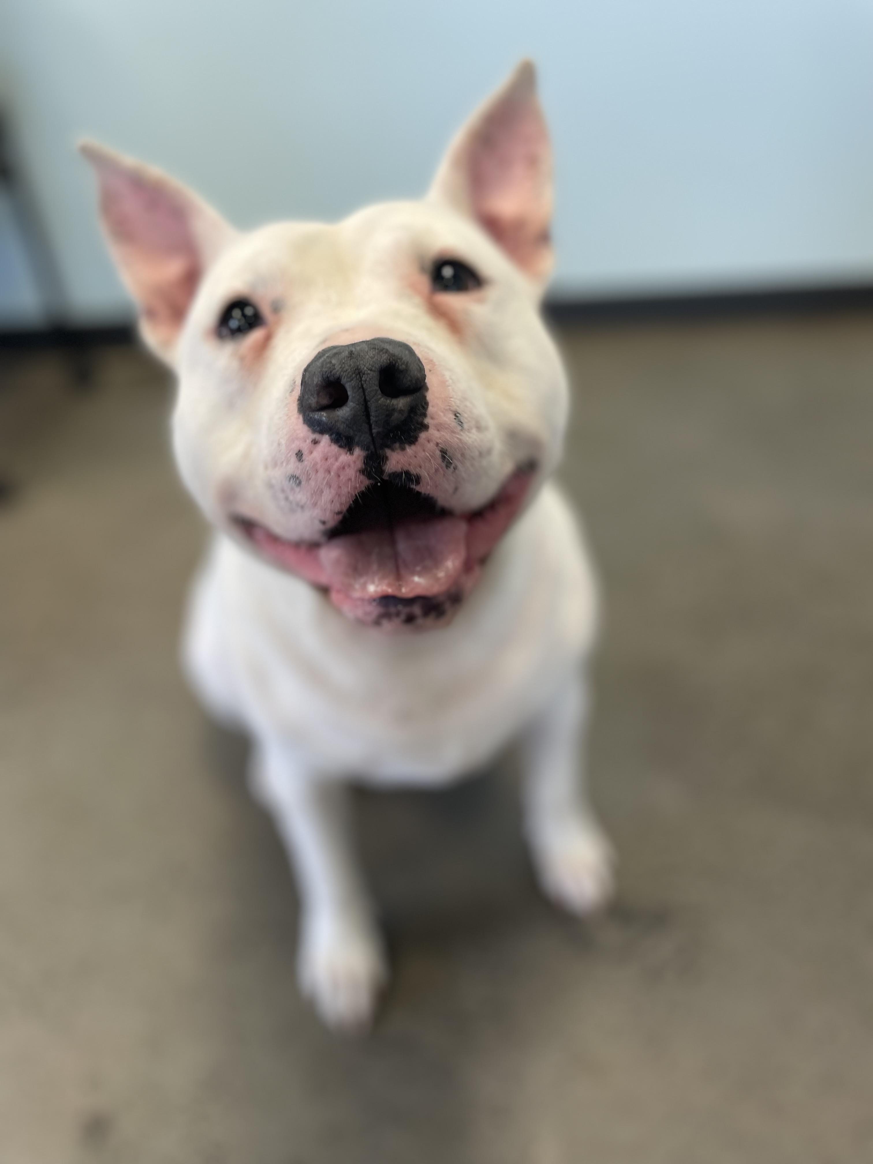 Enlarge Tyson, an adoptable mixed breed in Mishawaka, IN image 4/6