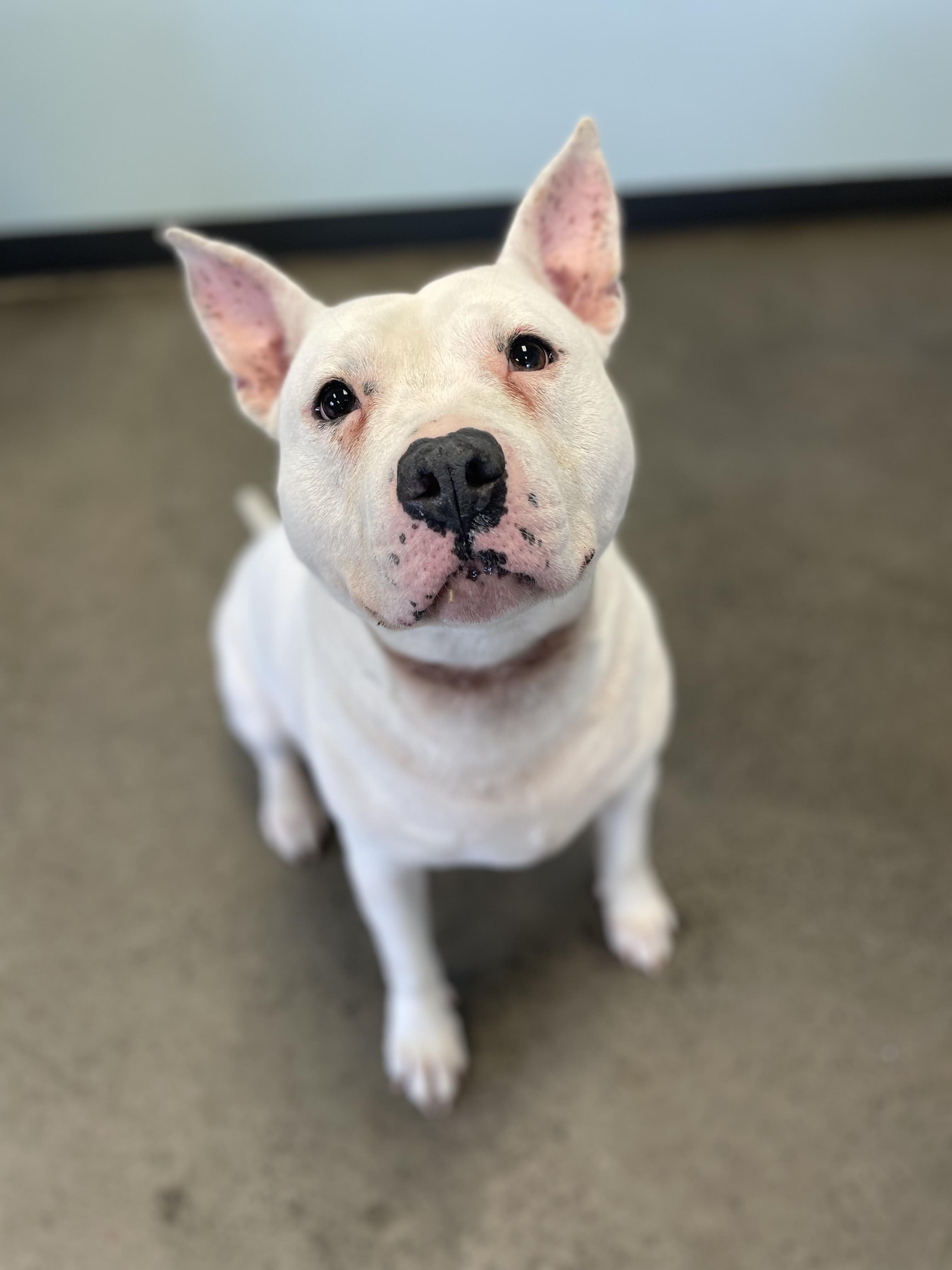 Enlarge Tyson, an adoptable mixed breed in Mishawaka, IN image 2/6